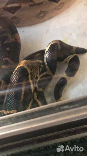 Императорский удав