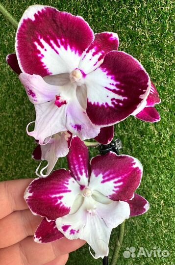 Орхидея пёстрый биглип