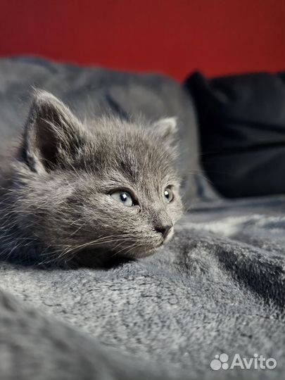 Котята сибирской кошки