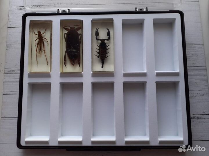 Насекомые в смоле