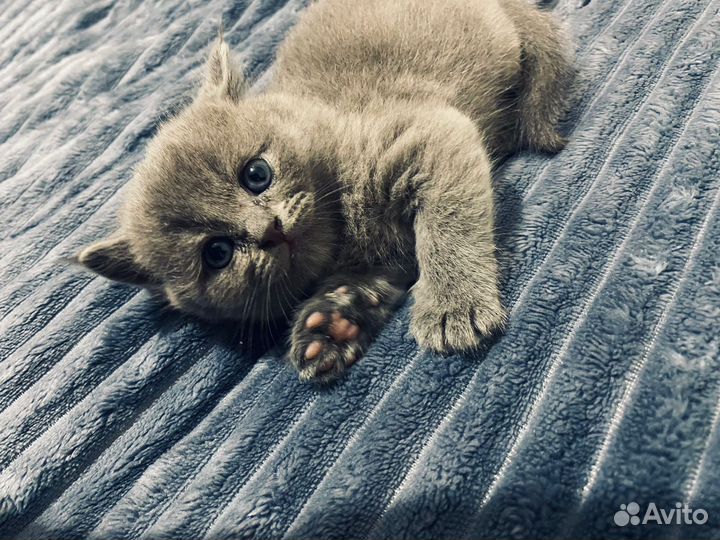 Шотландские котята