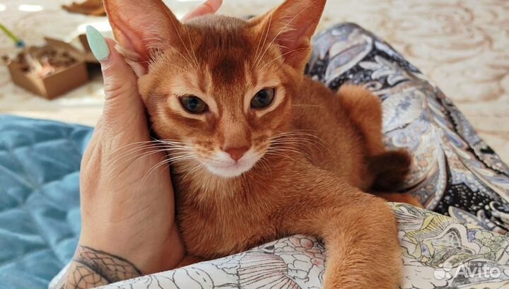Абиссинская кошка