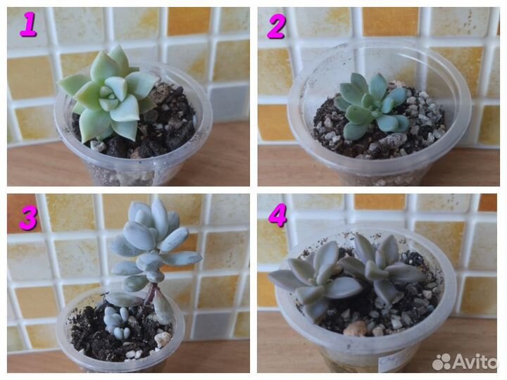 Суккуленты разные