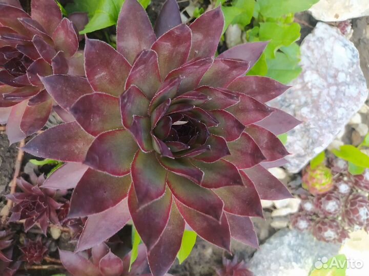 Растения для вашего сада