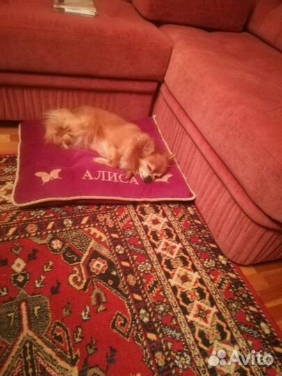 Передержка животных