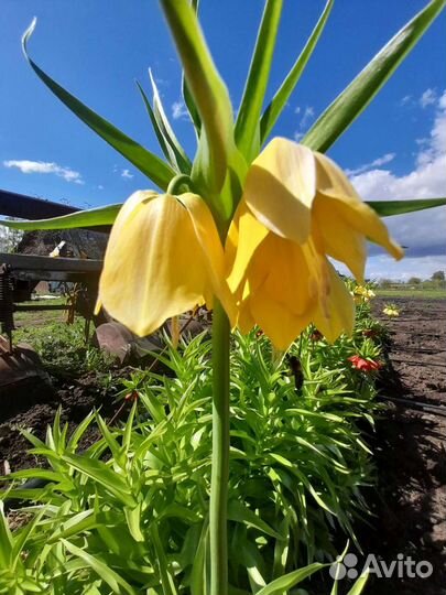 Рябчик императорский