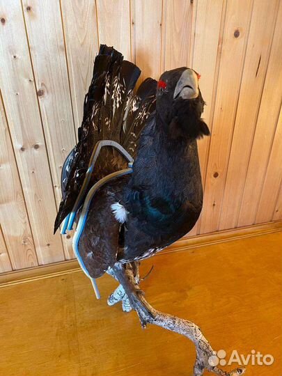 Чучело глухаря