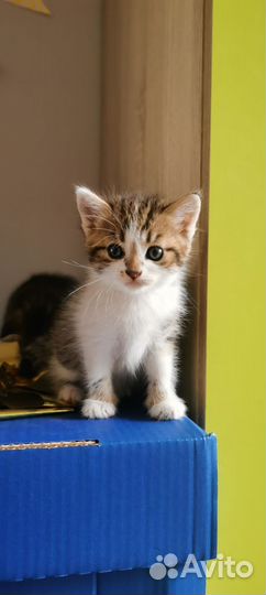 Котенок в добрые руки