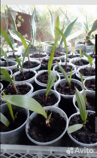 Пальма, Лен, Гортензия, Жасмин Самбак Аукуба