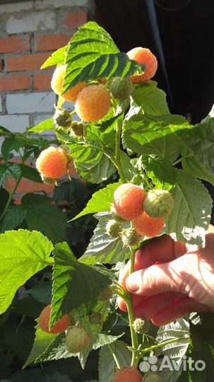 Саженцы малины, смородины, крыжовника, ежевики