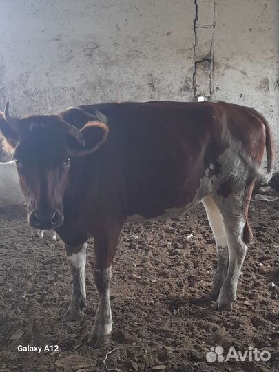 Коровы и телки стельные