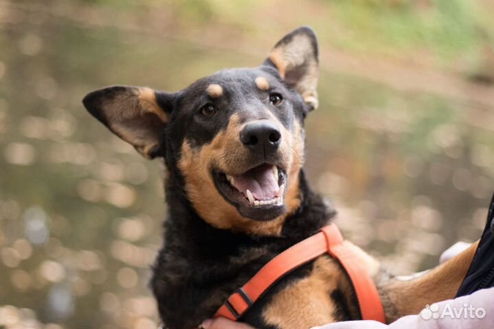 Люси ищет семью