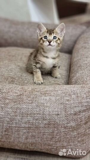 Кошечка чаузи