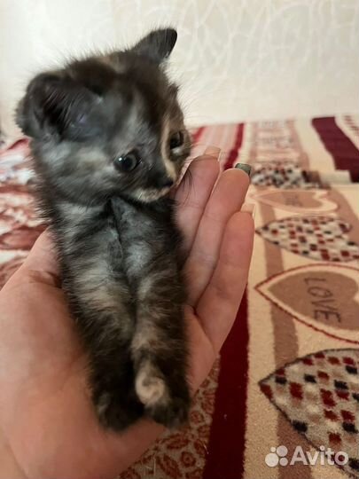 Котенок в добрые руки