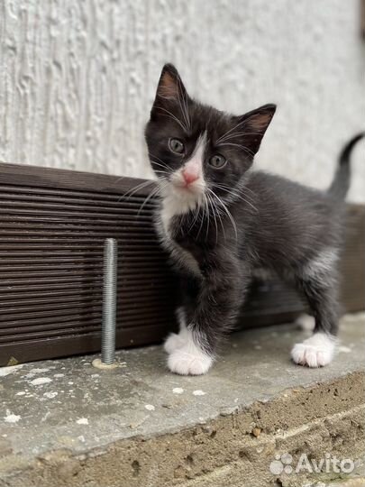 Отдам красивых котят