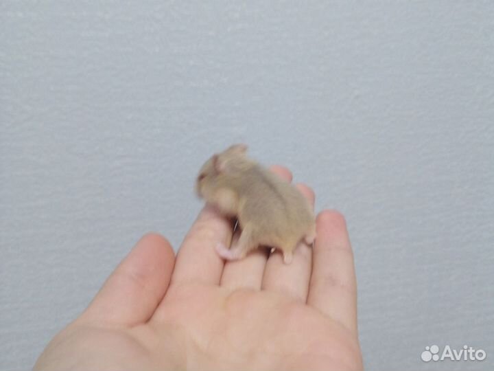 Джунгарские хомячки