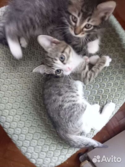 Котята в добрые руки бесплатно