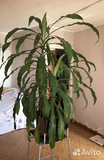 Растения