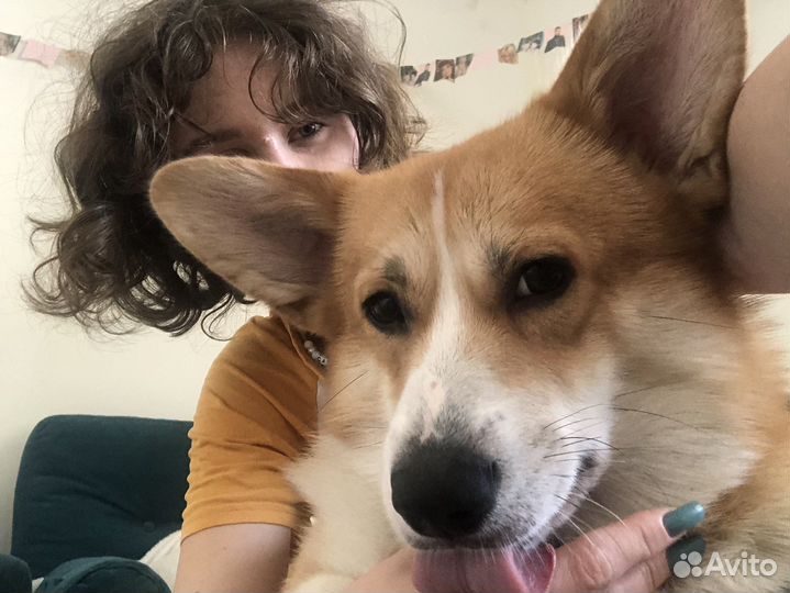 Передержка домашних животных/Выгул