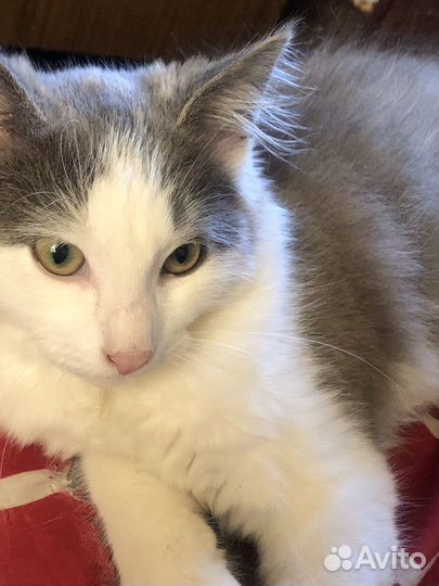 Котёнок Пыжик мальчик