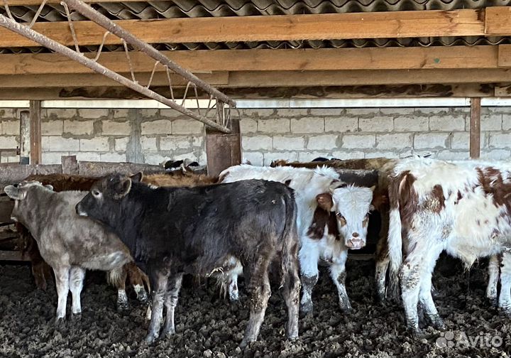 Продаются бычки