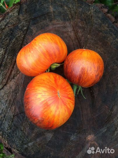 Семена Томатов