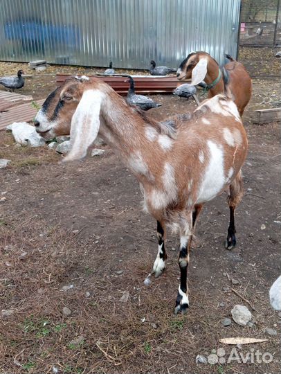 Нубийские козы