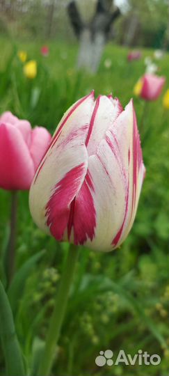 Луковицы тюльпанов