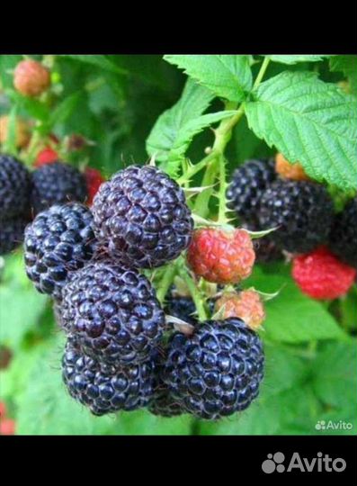 Саженцы ежемалины