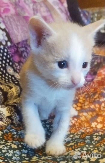 Кремовый британец