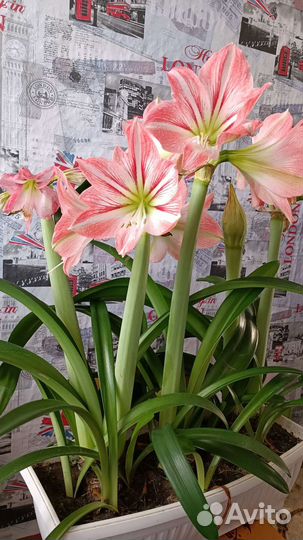 Комнатные цветы, гиппеаструм