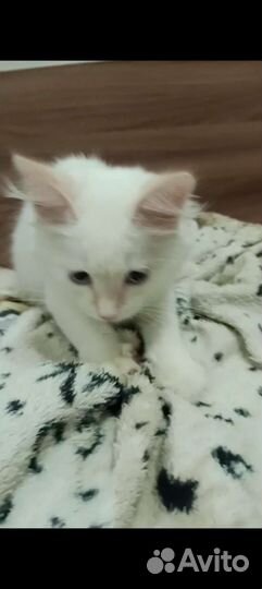 Кот домашний