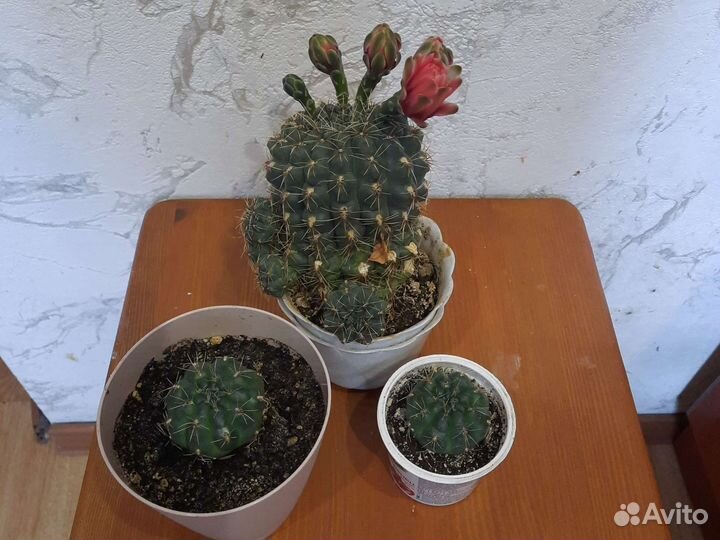 Кактус цветущий гимнокалициум Бальда