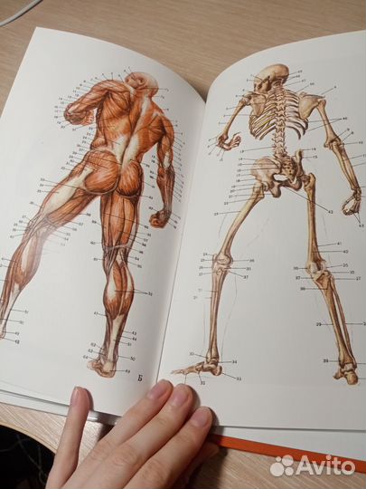 Пластическая анатомия для художников