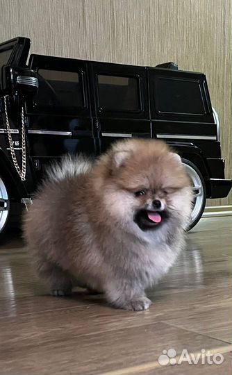 Померанский шпиц
