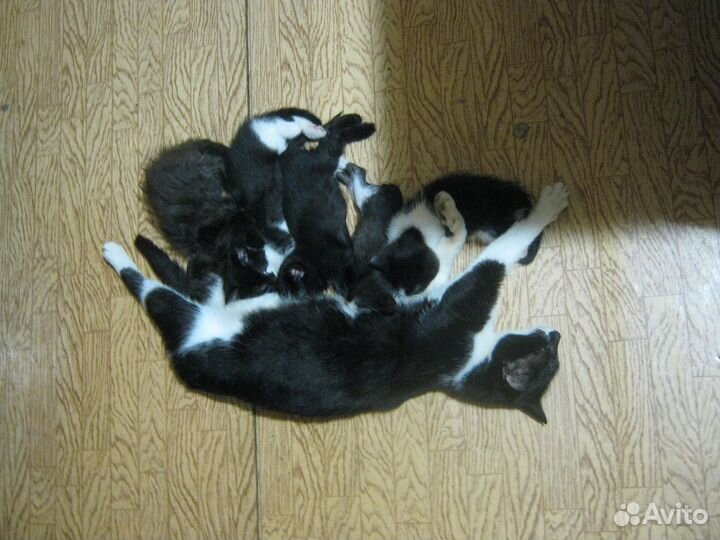 Котята мышеловы