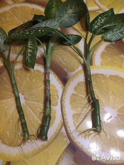 Диффенбахия