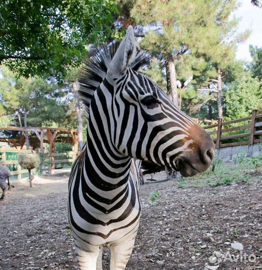 VIP тур в Геленджик (