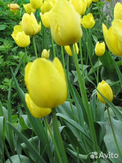 Луковицы тюльпанов