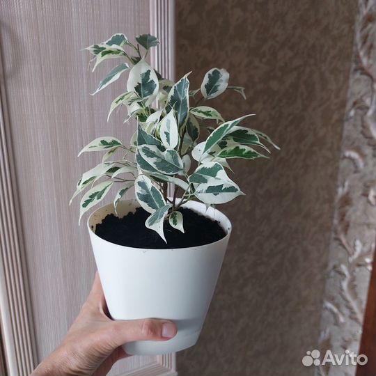 Фикус Бенджамина Твилайт