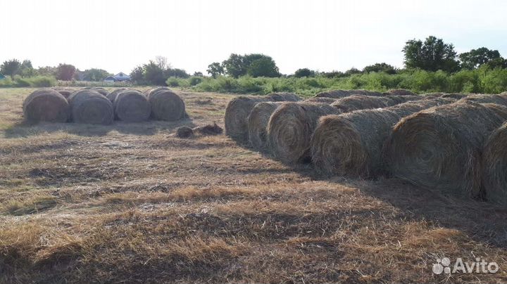 Сено в рулонах 2023