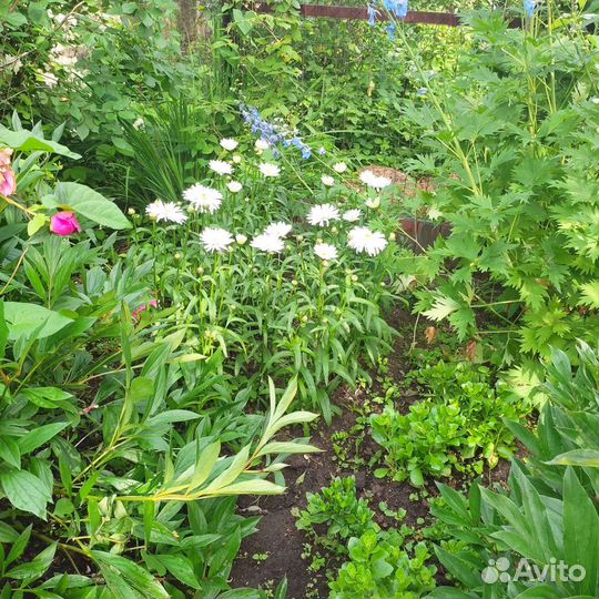 Нивяник махровый цветет