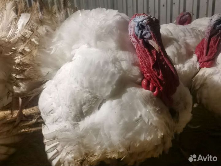 Индюшата супер-тяжёлый крос суточные и подрощенные