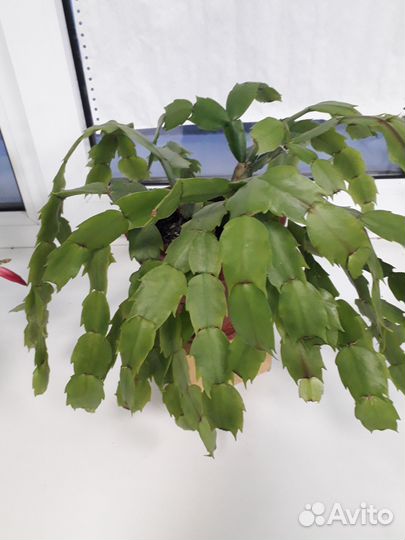 Комнатные растения