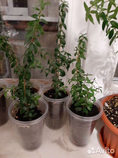 Миртовое дерево