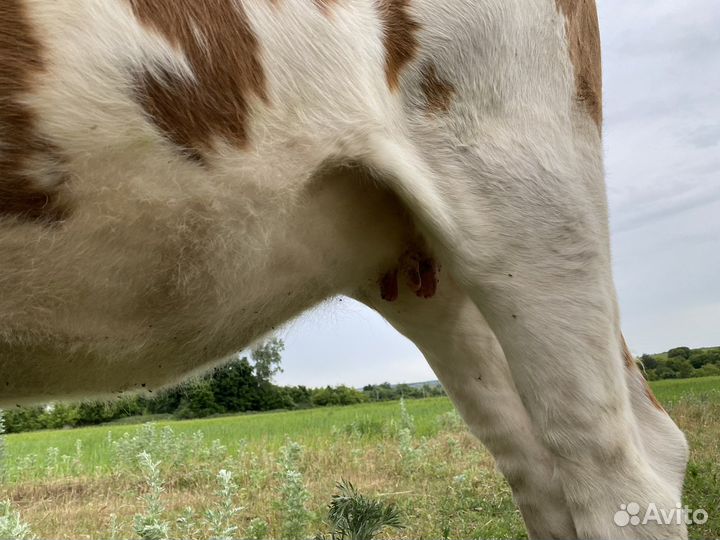 Телка от высокоудойной коровы