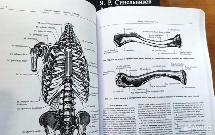 Мышцы живота Синельников атлас