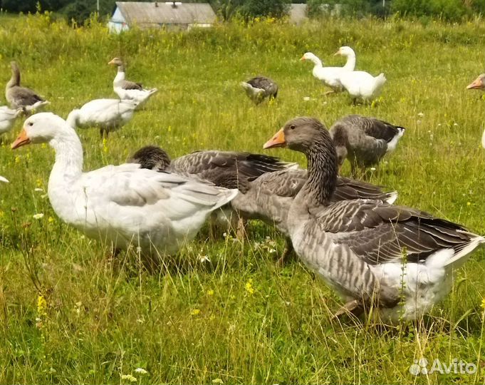 Гуси на племя