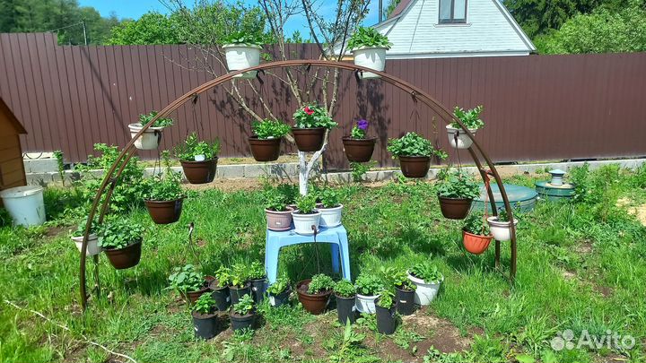 Рассада петуньи