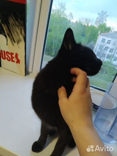 Кот Тимофей